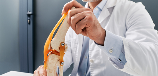 doctor holding model of knee